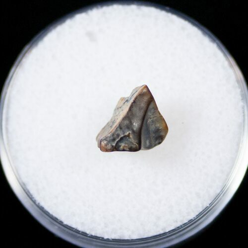 Ceratopsid Tooth - Two Medicine Formation #14823